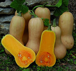 Waltham Butternut Squash Seeds – Classic Winter Squash with Sweet Orange Flesh - Dharaseeds