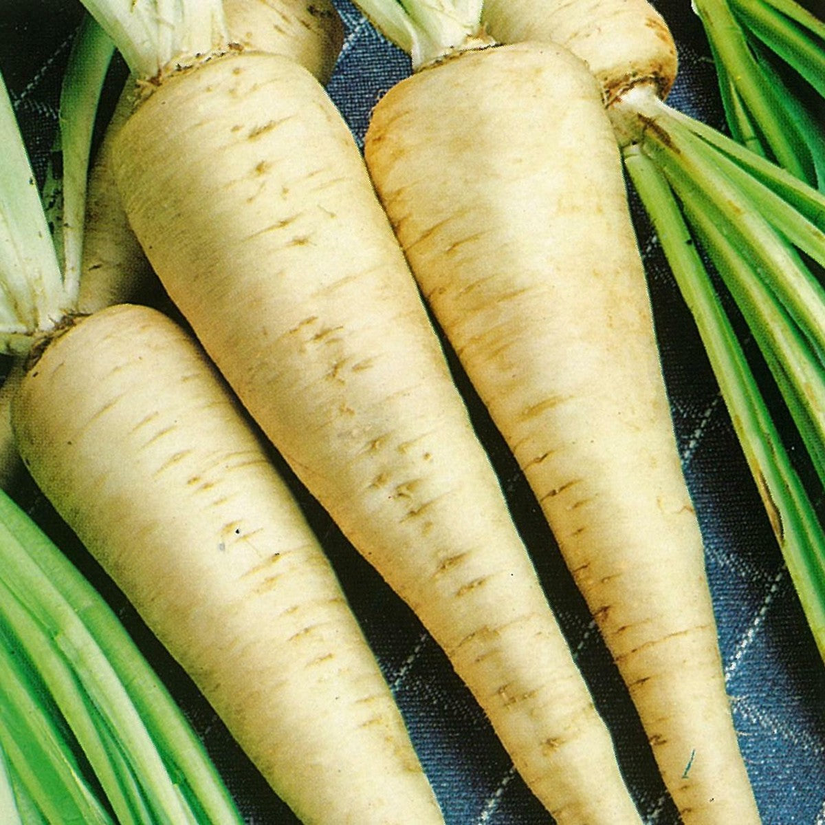 Rare Wandering Charivnyk Herbaceous Plant Seeds for Garden Lovers