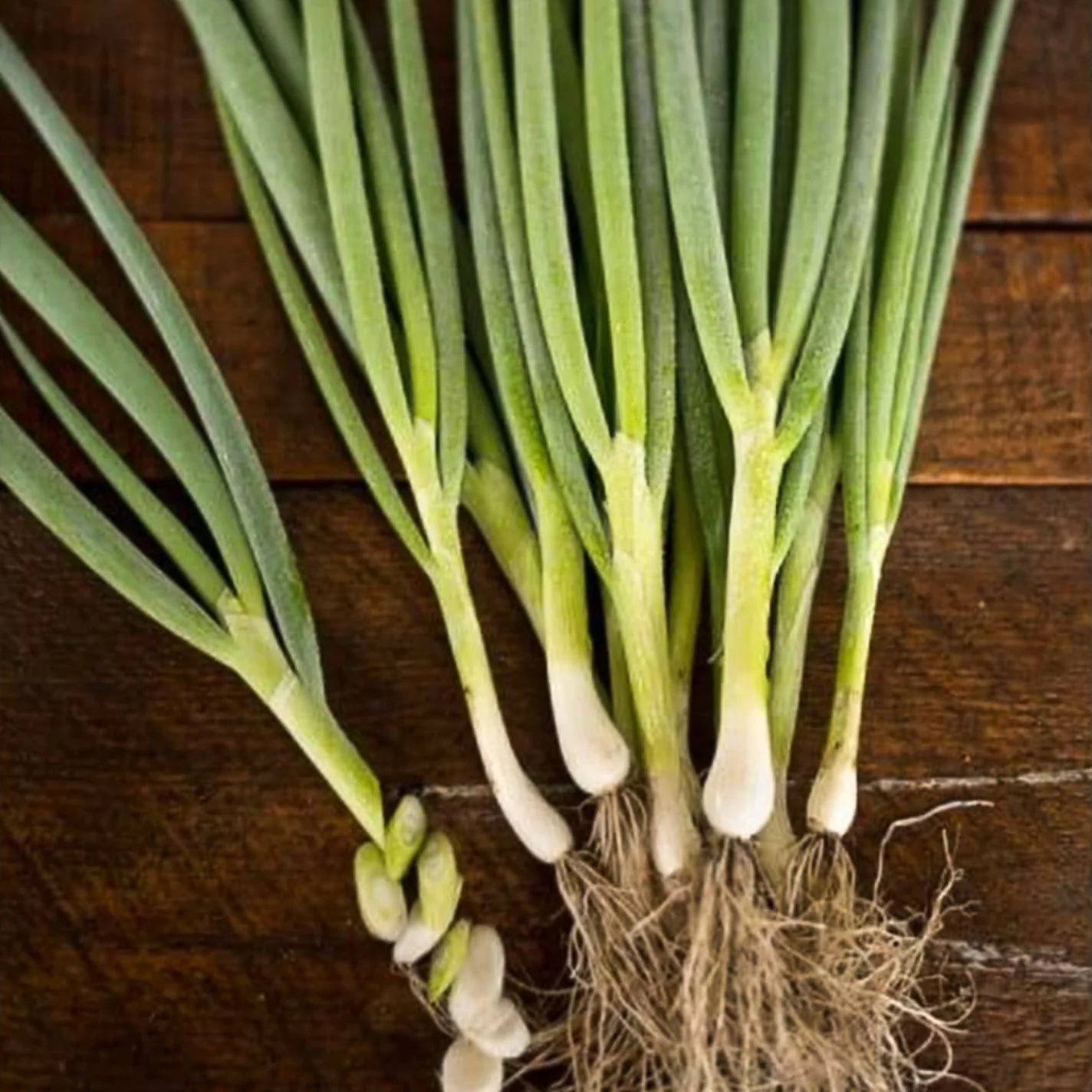 Parade Green Onion Organic Seeds