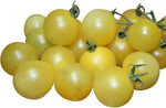 Washington cherry tomato seeds – sweet, early ripening for fresh snacking - Dharaseeds