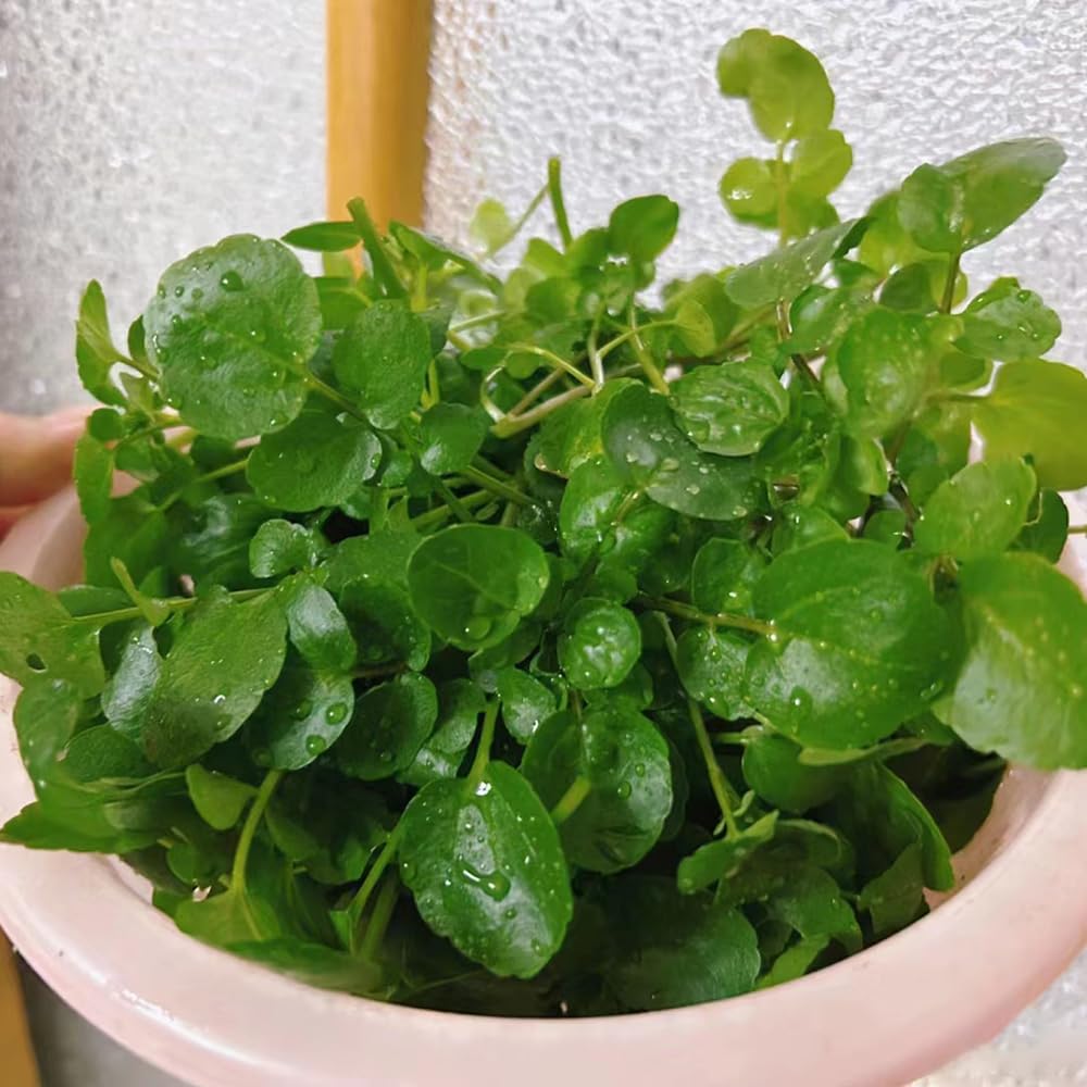 Watercress (Nasturtium officinalis) herb seeds for peppery leafy greens - Dharaseeds