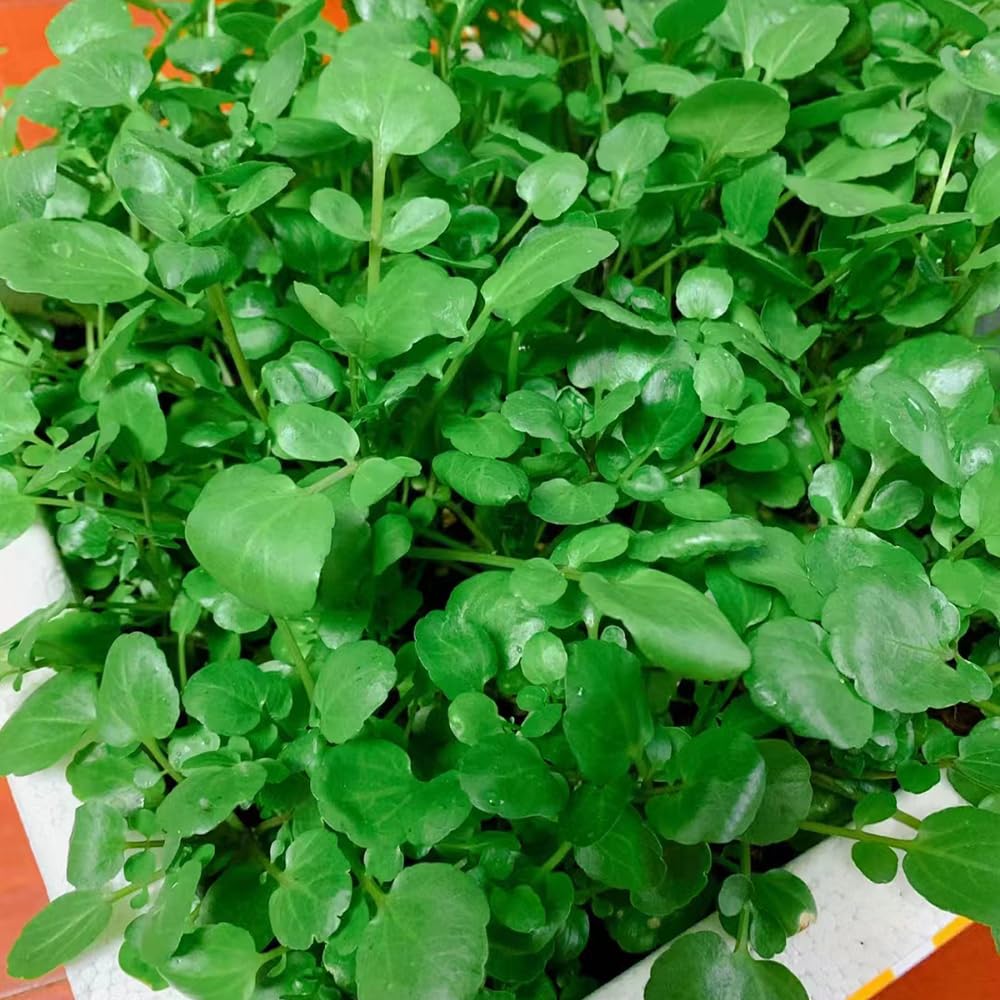 Watercress (Nasturtium officinalis) herb seeds for peppery leafy greens - Dharaseeds