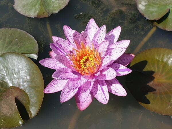 Nymphaea ‘Amethyst Crystal’