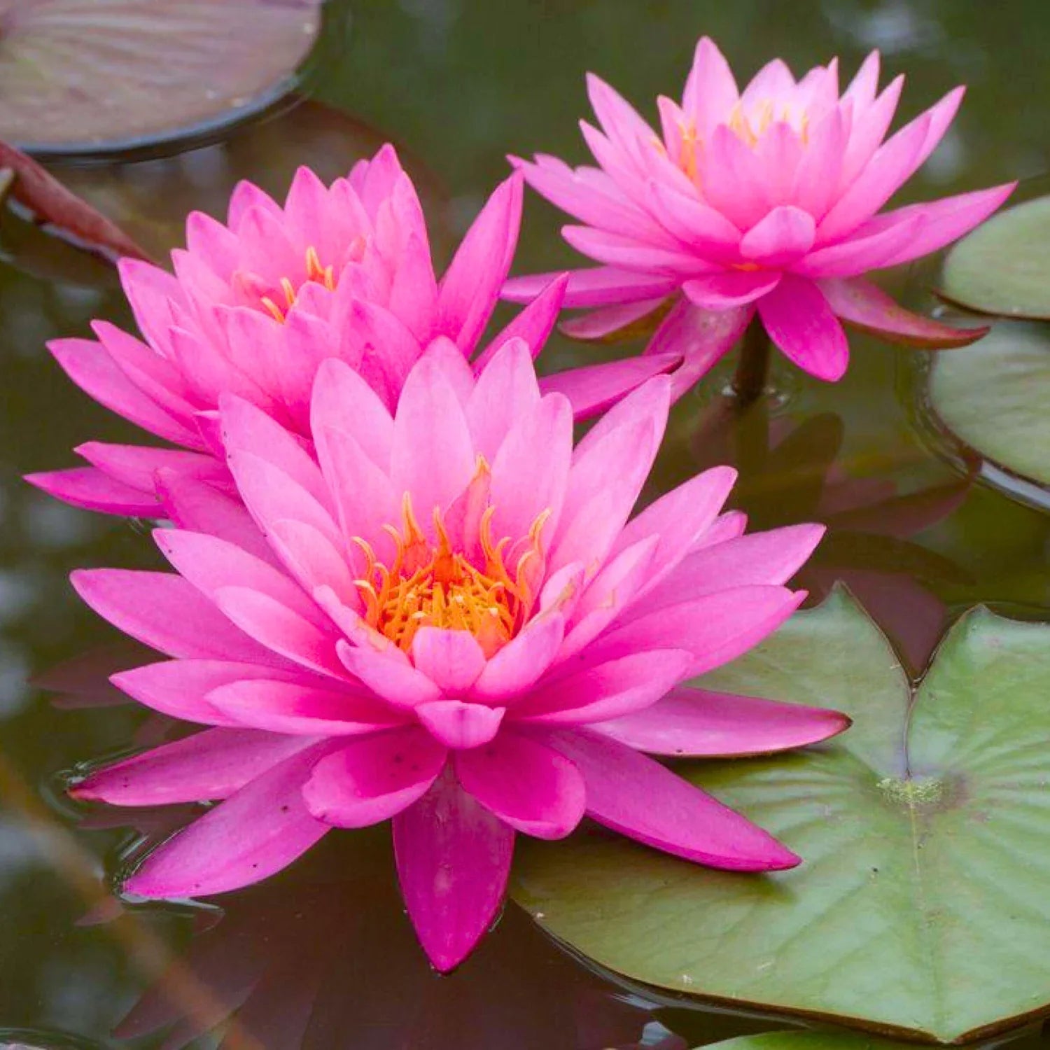 Nymphaea Ruby (Tropical Water Lily)