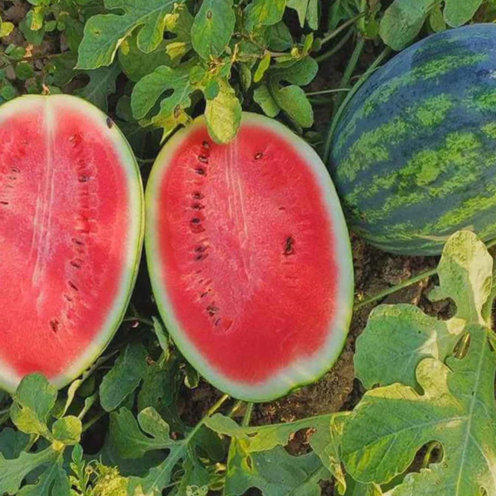 Mountain Hoosier Watermelon Fruit Seeds for Planting - High-Yielding, Non-GMO Variety