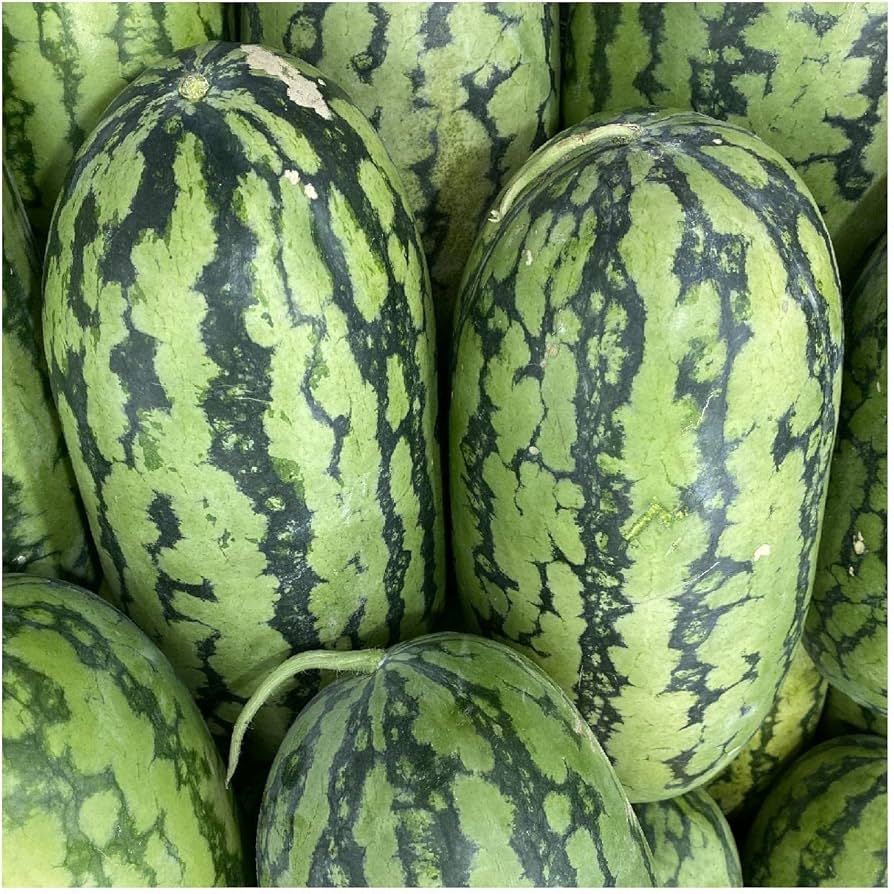 Watermelon Citrullus Lanatus Jubilee growing seeds warm-season crop
