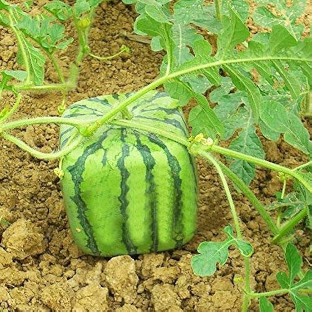Watermelon Citrullus Lanatus square seeds for planting unique variety