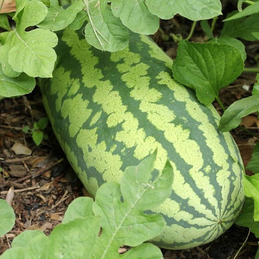 Watermelon Congo seeds for planting large sweet variety