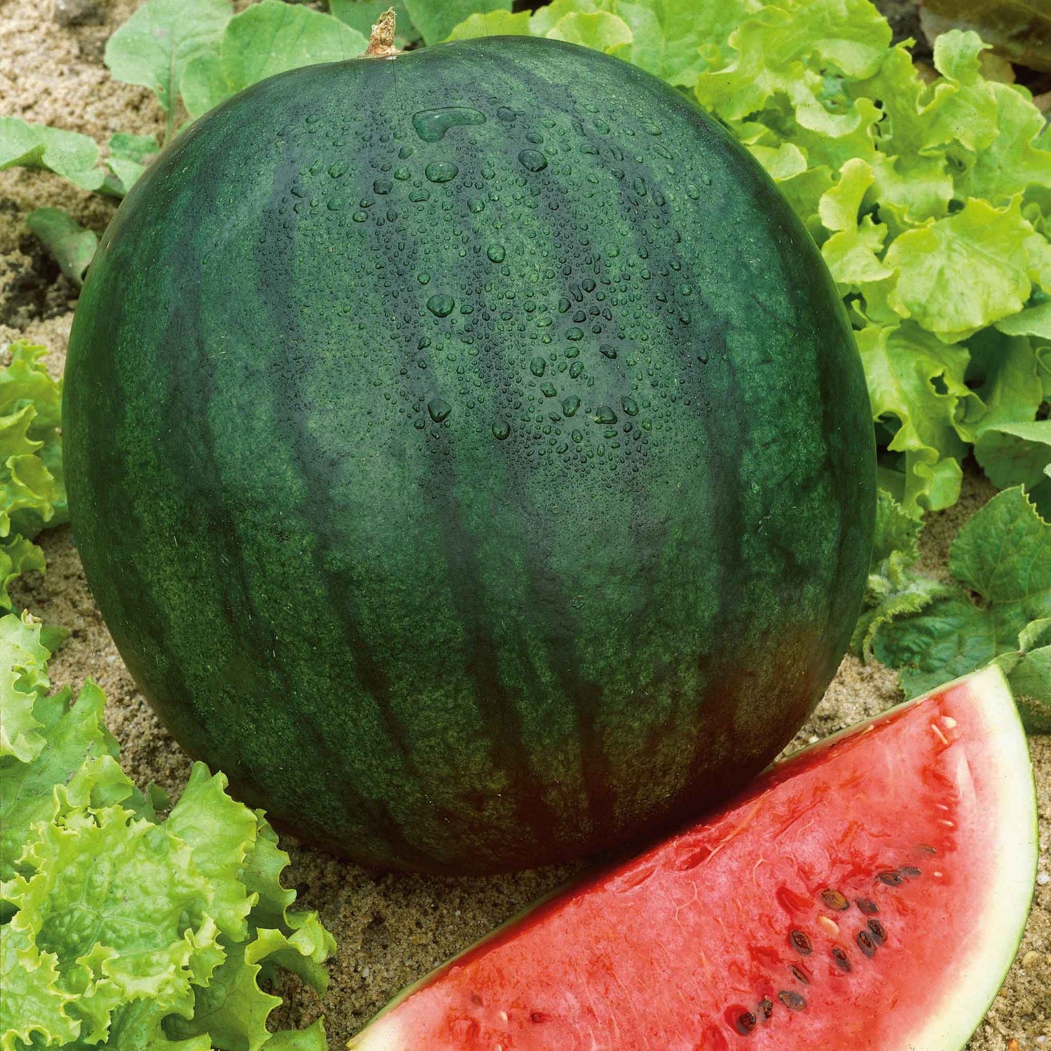 fruits high quality fruit seeds for growing fresh juicy and nutritious fruits in home gardens and farms organic fruits premium organic fruit seeds for sustainable farming and healthy homegrown produce suitable for all climates