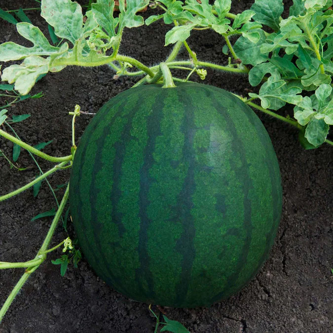 Watermelon Seeds - Florida Giant