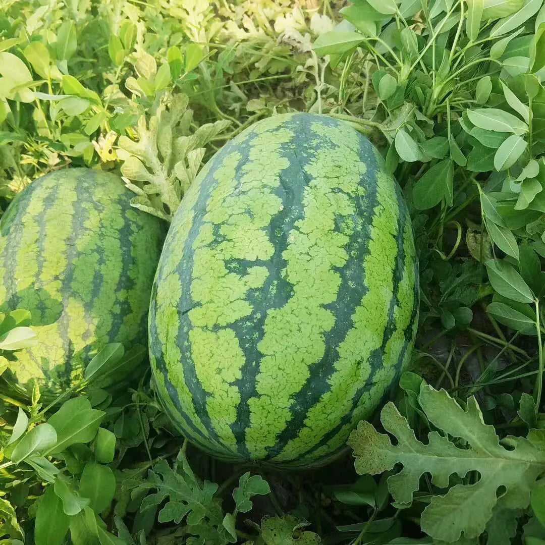 Watermelon Jubilee seeds for planting high-yield watermelon variety