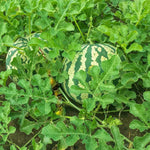 Watermelon Lentyay seeds for planting premium Non GMO variety