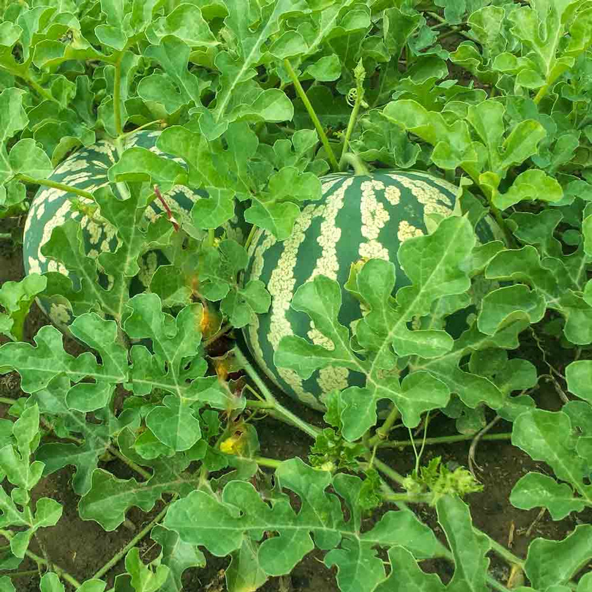 Mixed watermelon seeds for planting in summer gardens