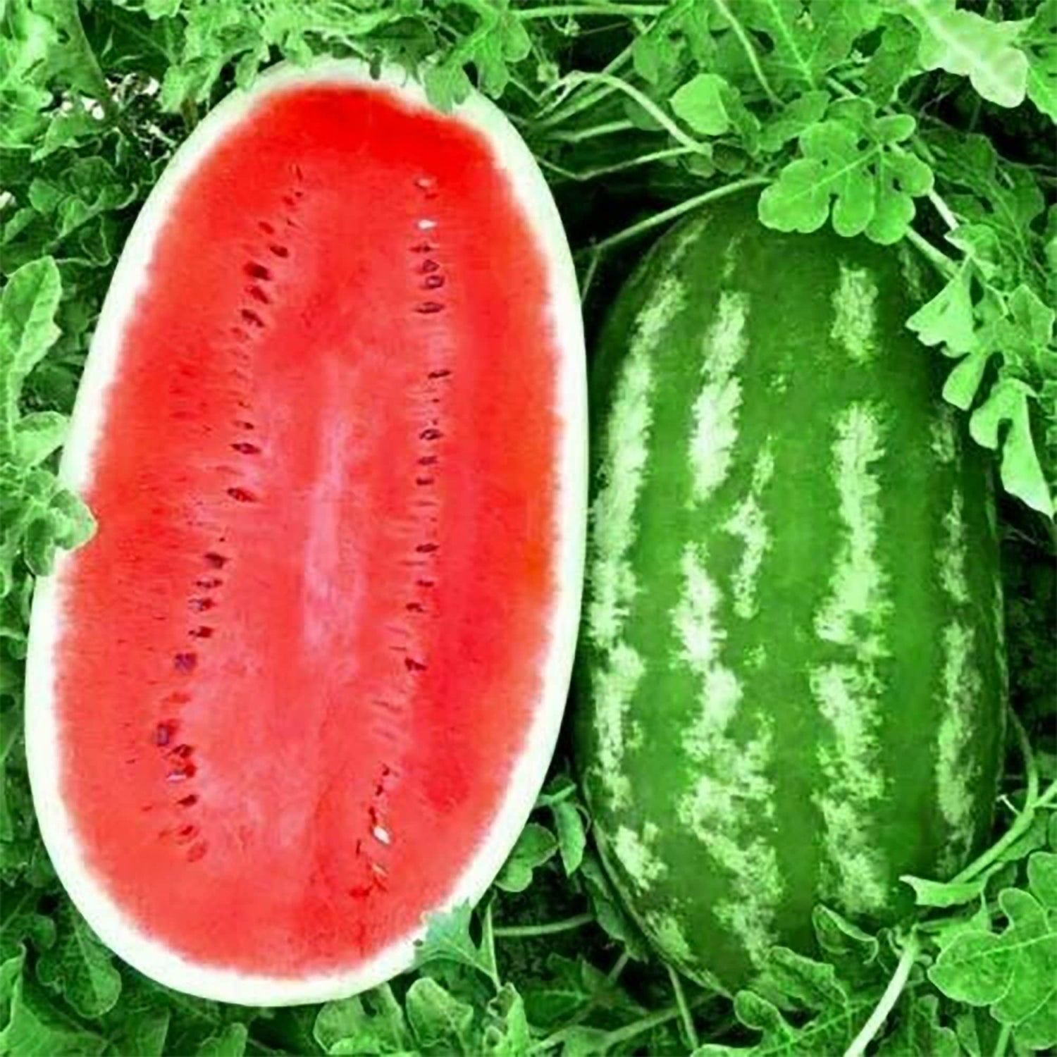 Watermelon plant seeds ideal for summer garden growing