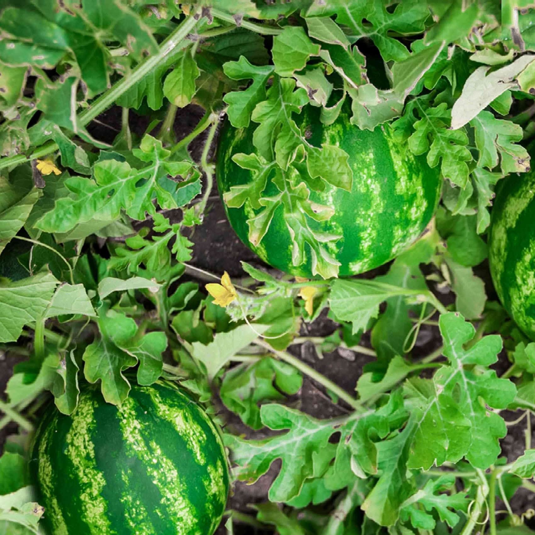 Watermelon Seeds High Germination Citrullus Lanatus