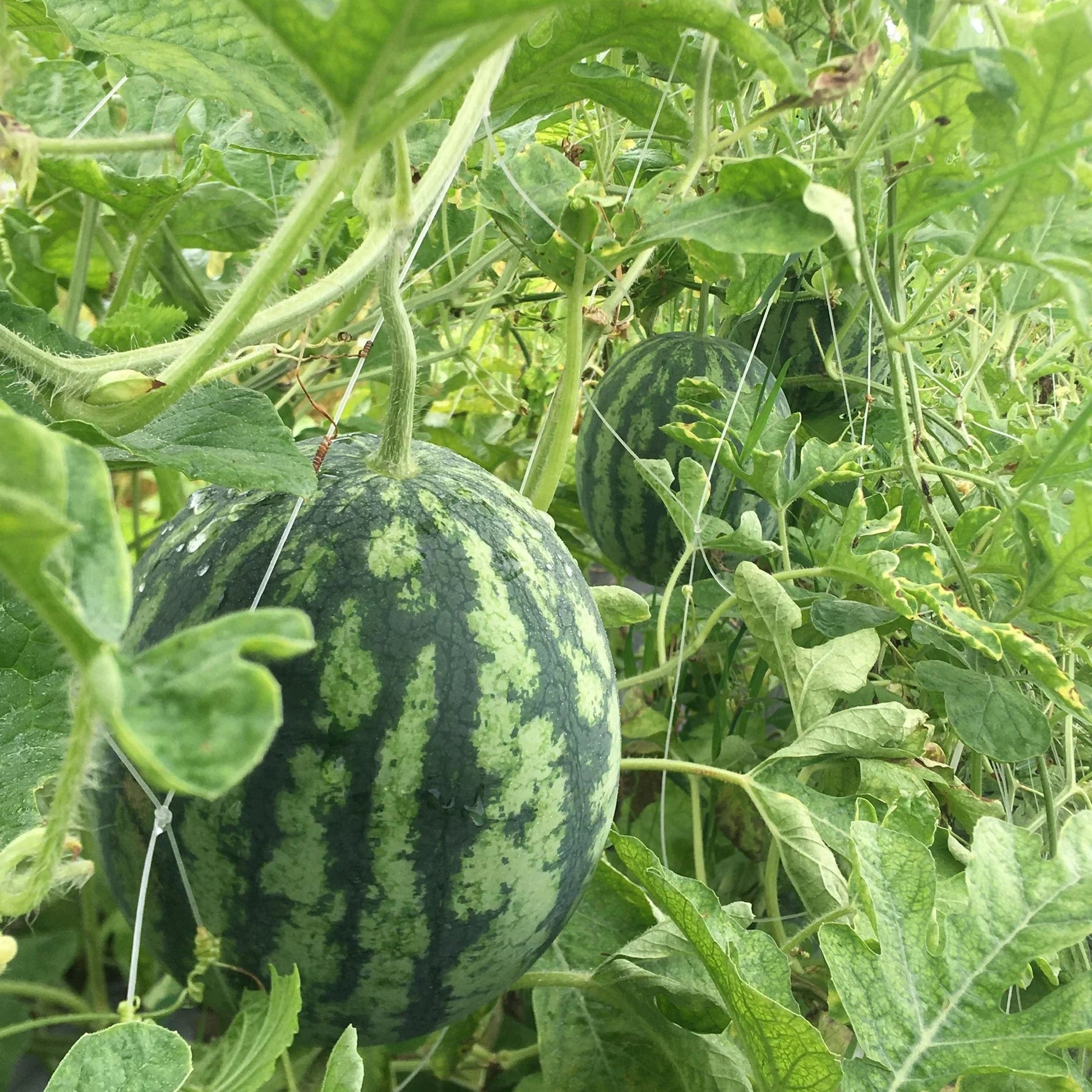 Cal Sweet Watermelon seedlings growing from quality seeds