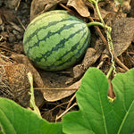 watermelon seedlings germination success from quality seeds