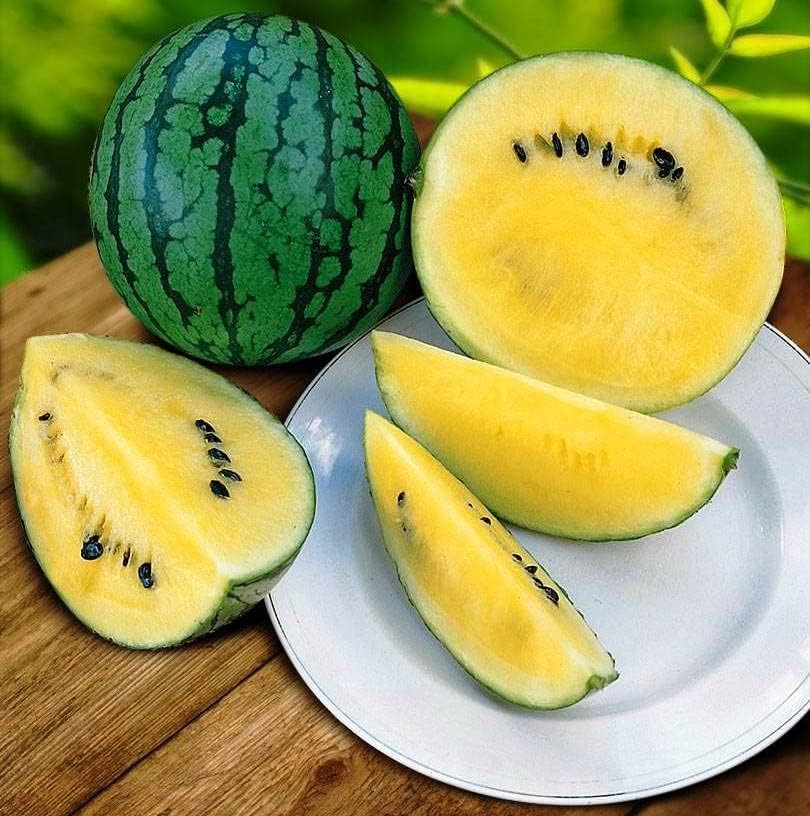 Watermelon seedlings growing from Yellow Baby Doll seeds