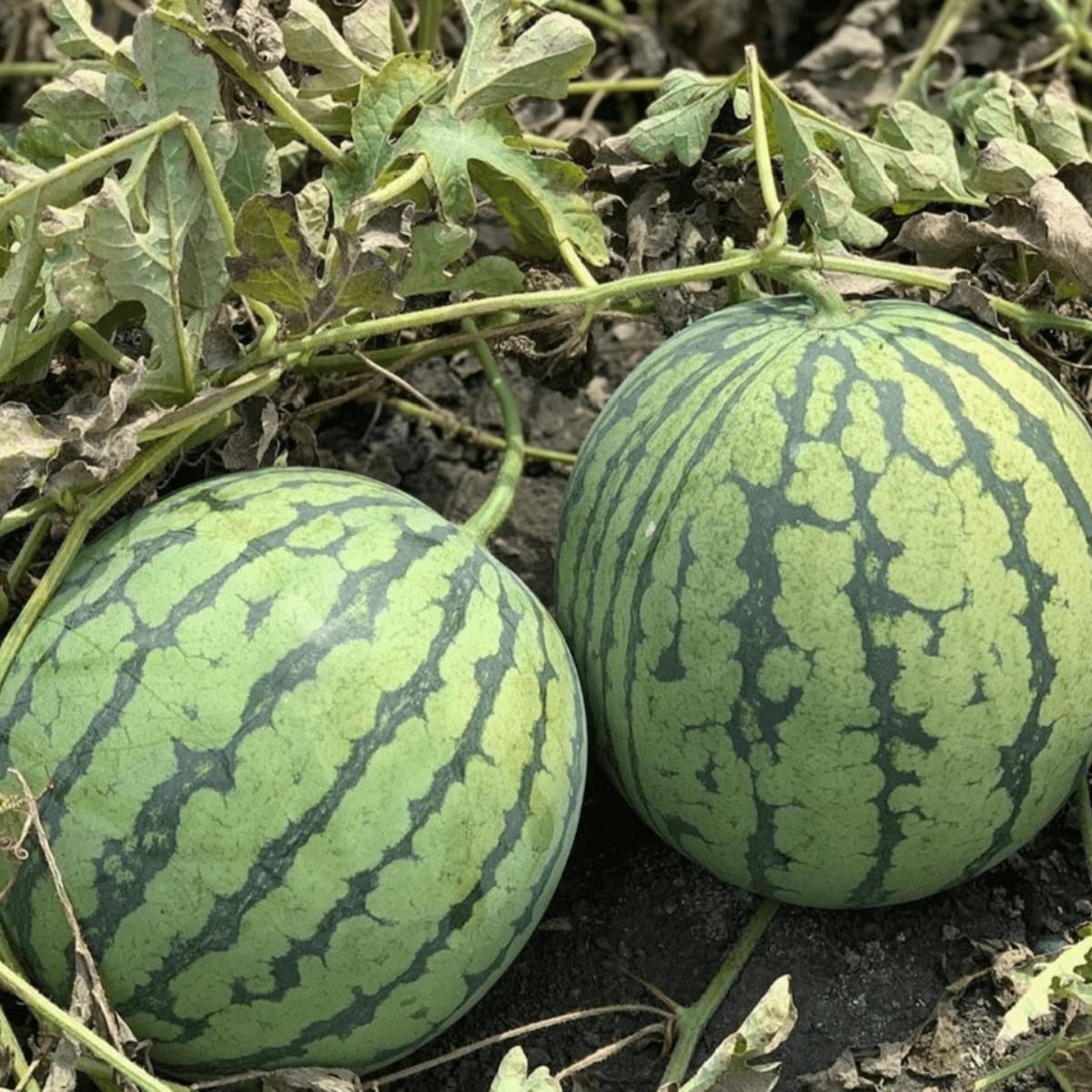 Watermelon seeds for backyard planting Non-GMO