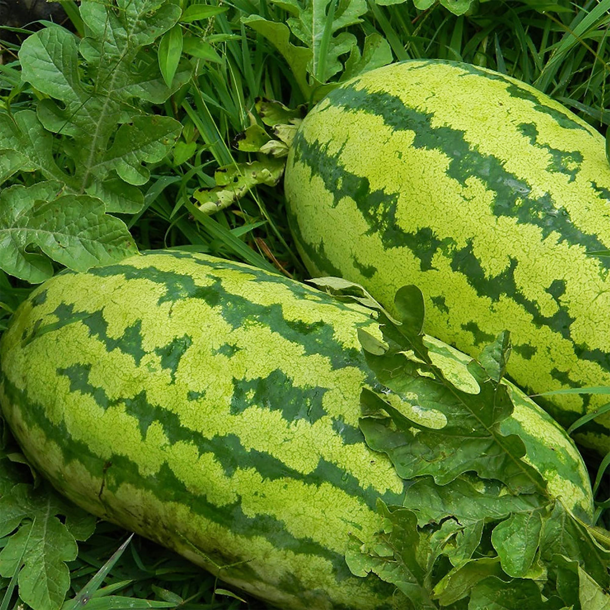 Watermelon seeds Citrullus lanatus for planting in backyard garden