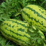 Watermelon seeds Citrullus lanatus for planting in backyard garden
