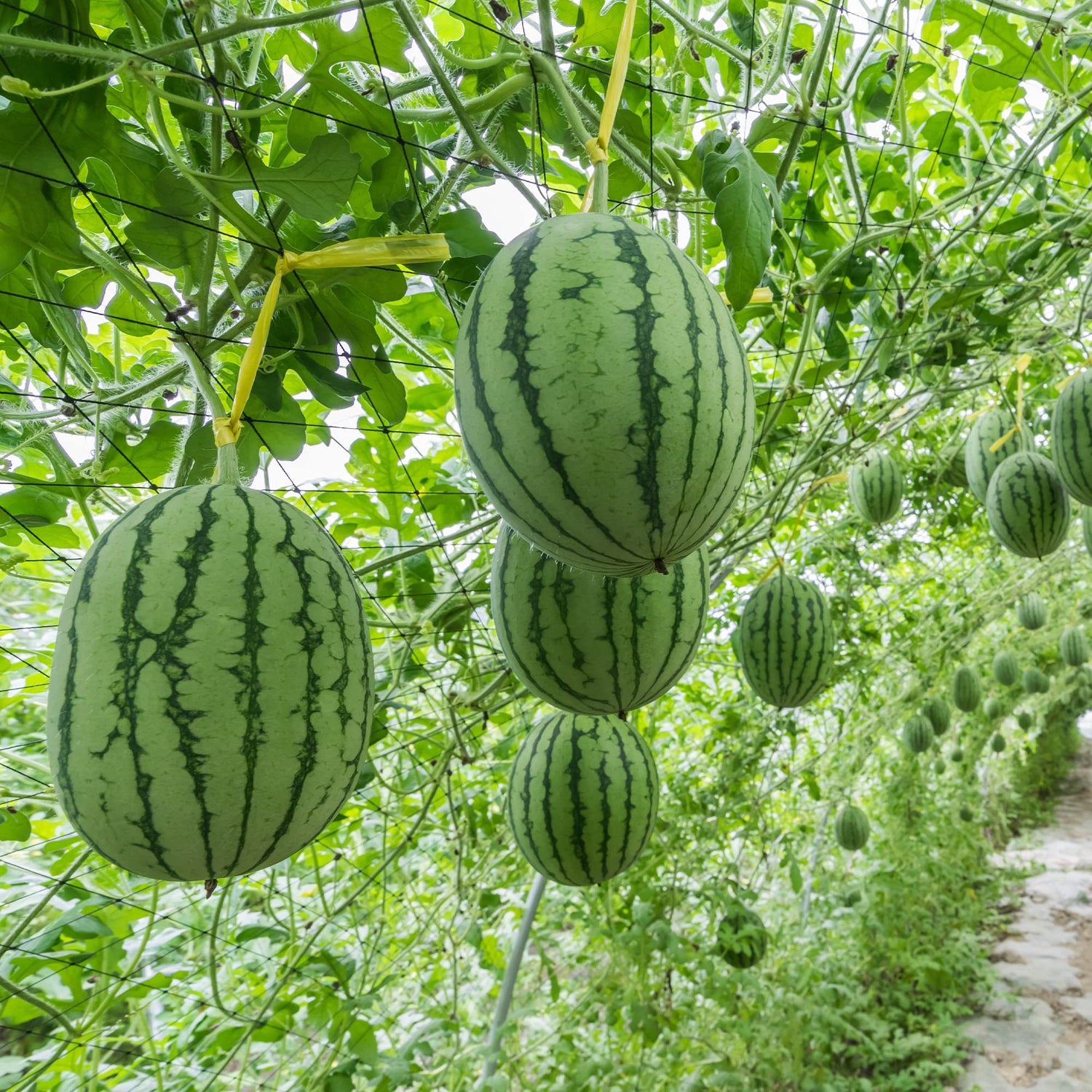 Watermelon Seeds for Backyard Gardening Warm Season