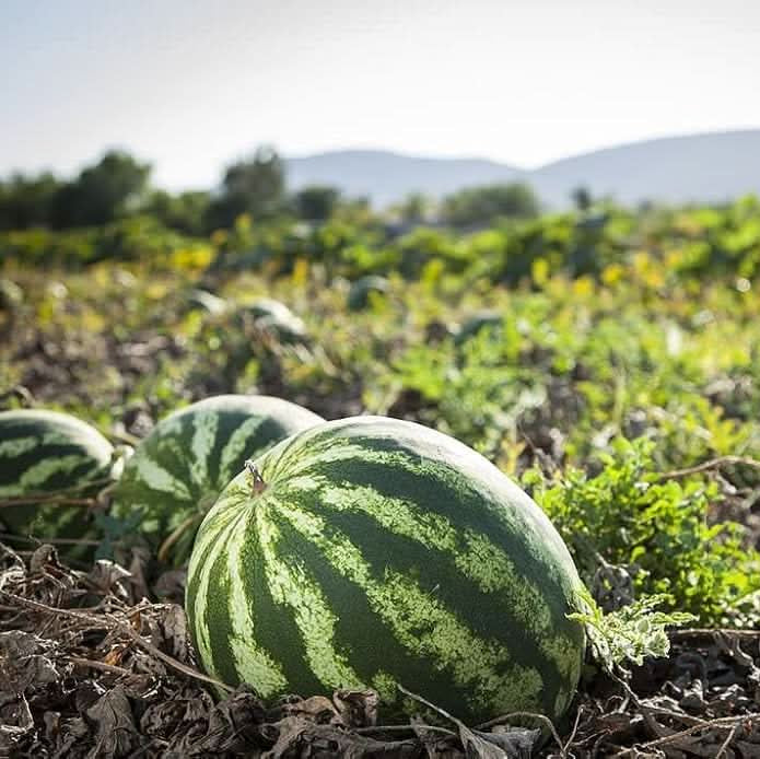 Watermelon Seeds for Planting Citrullus lanatus Non GMO