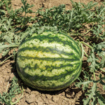 premium watermelon seeds for planting high quality home garden variety