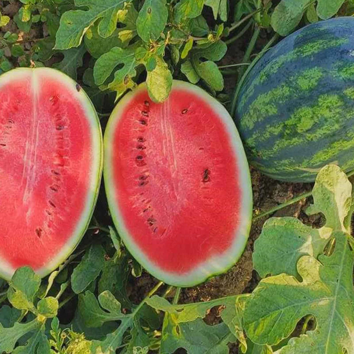 Watermelon seeds for sowing in backyard and garden