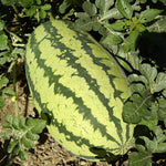 Watermelon seeds germination process in garden soil