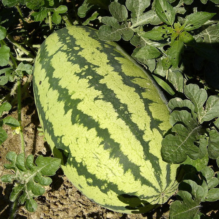 Watermelon seeds germination process in garden soil