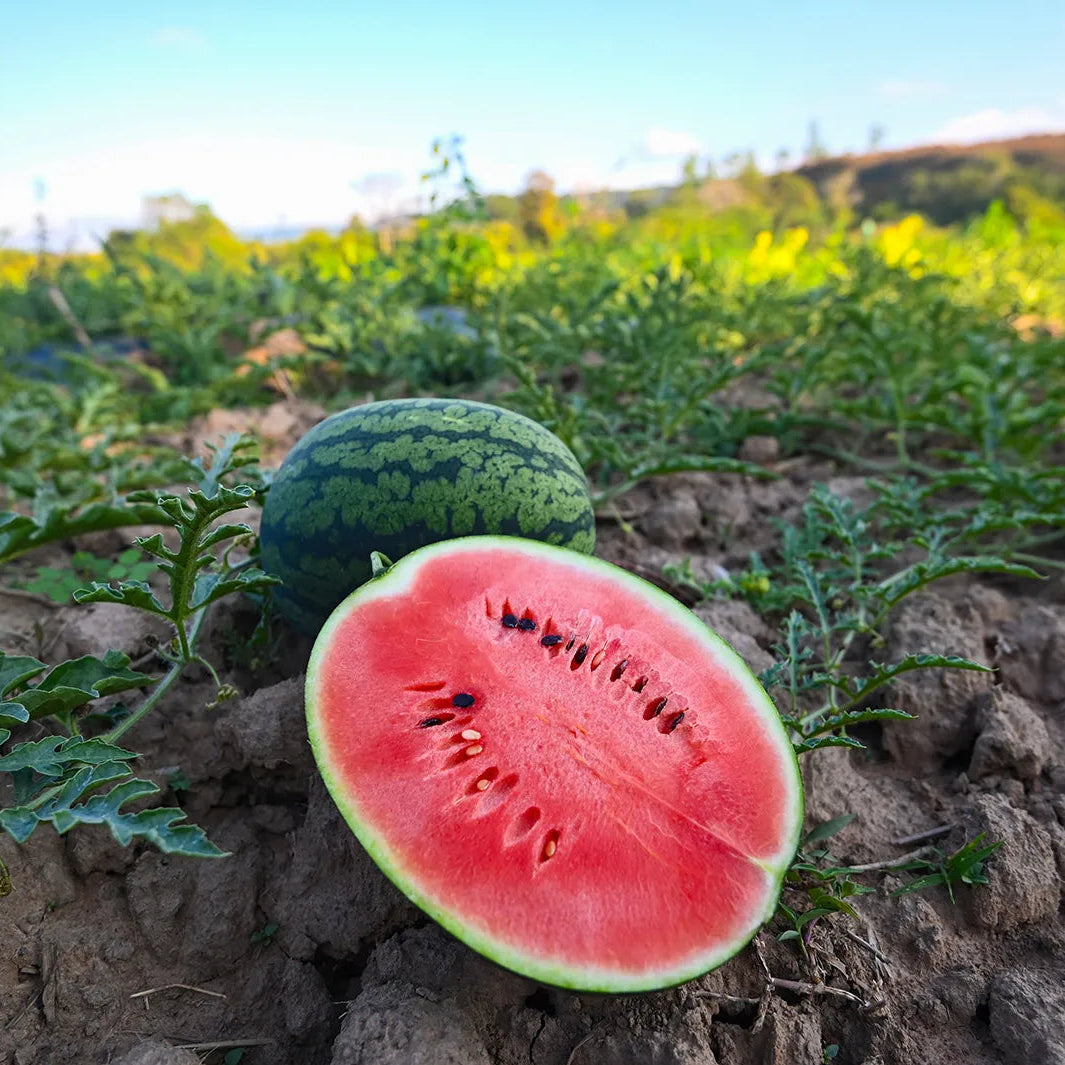 Watermelon seeds germination stages for home gardening