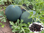 Watermelon seeds with high germination rate for planting