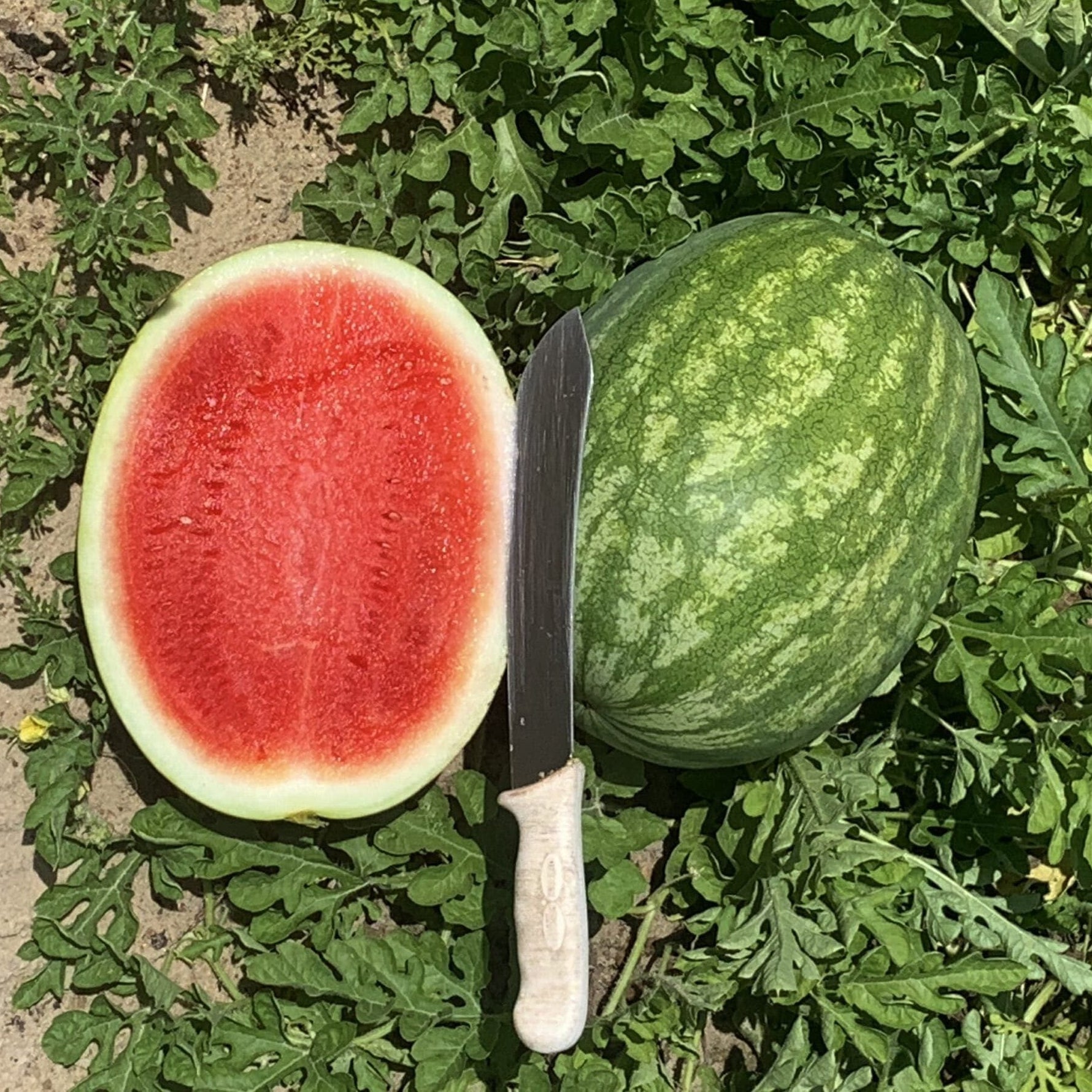 Watermelon seeds planting in garden soil