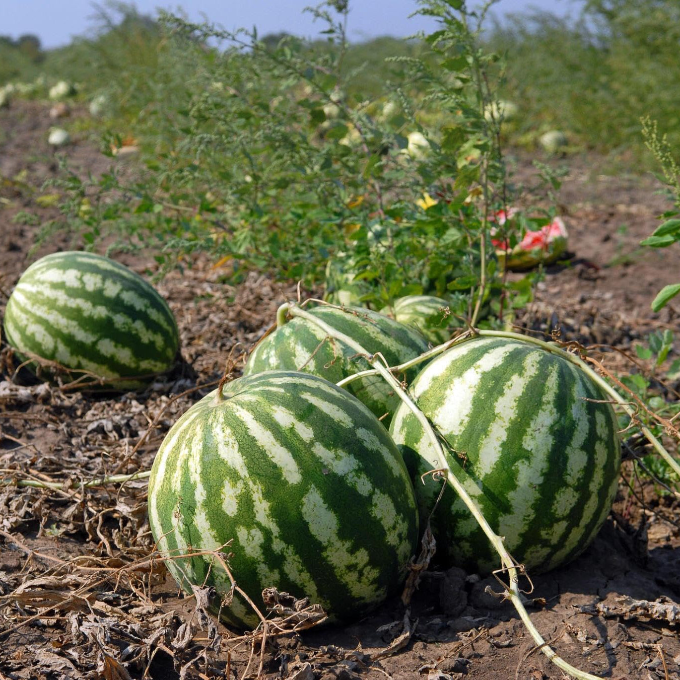 red flesh watermelon seeds planting guide for home gardeners