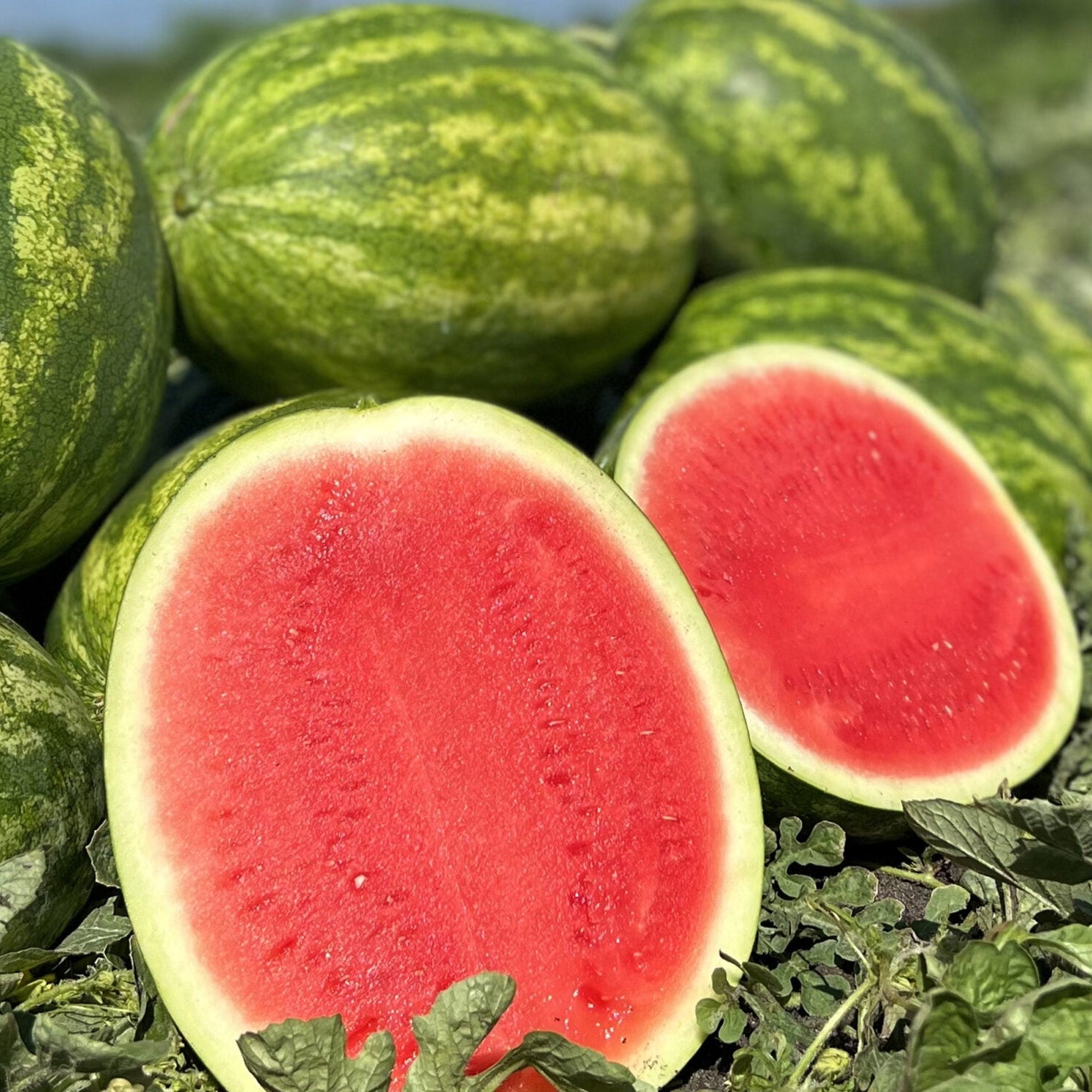 Watermelon seeds for summer garden cultivation
