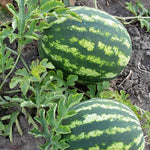 Watermelon vines growing from quality seeds