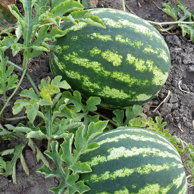 Watermelon vines growing from quality seeds