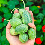 Watermelon vine seeds for outdoor garden