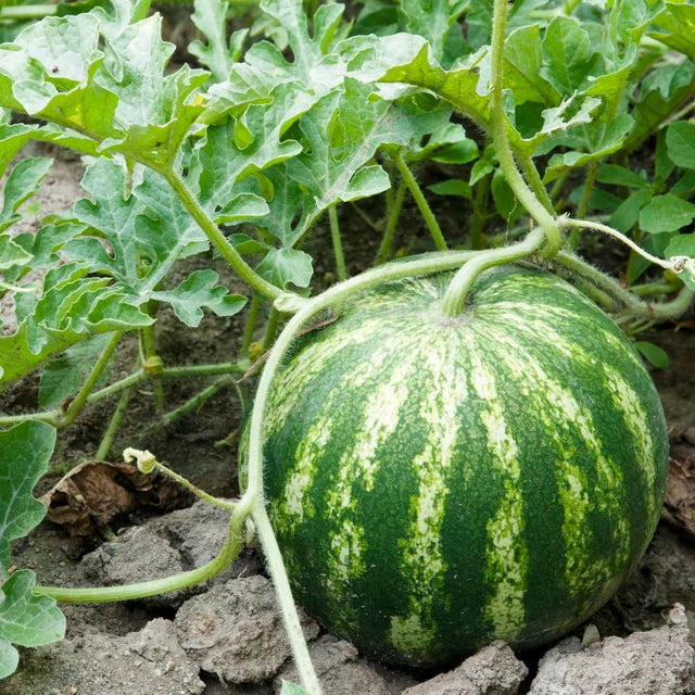 Watermelon vine seeds for summer growing