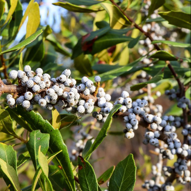 Wax Myrtle seedlings growing from seeds for landscaping