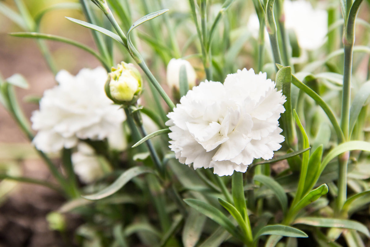 White Carnation Flower Seeds, Pure White Ruffled Flowers with Classic Charm
