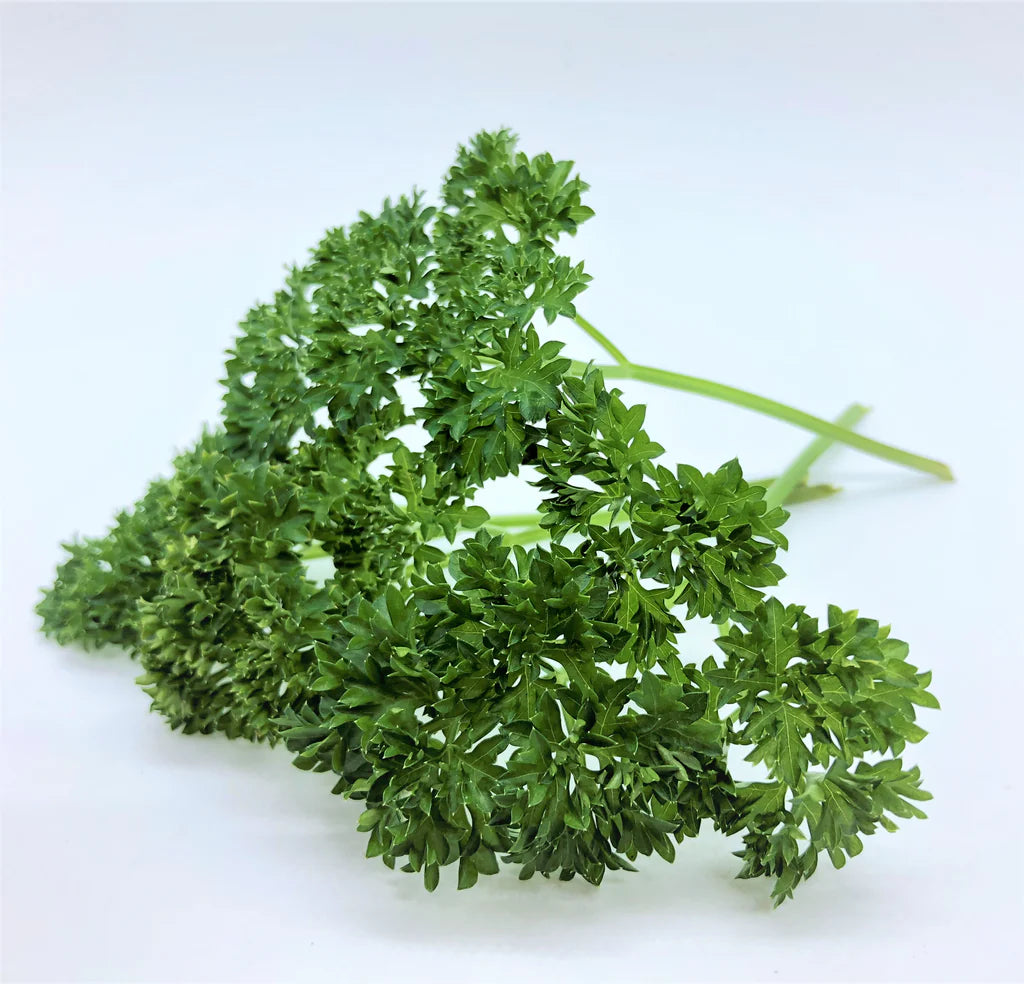 Wega Parsley Seed