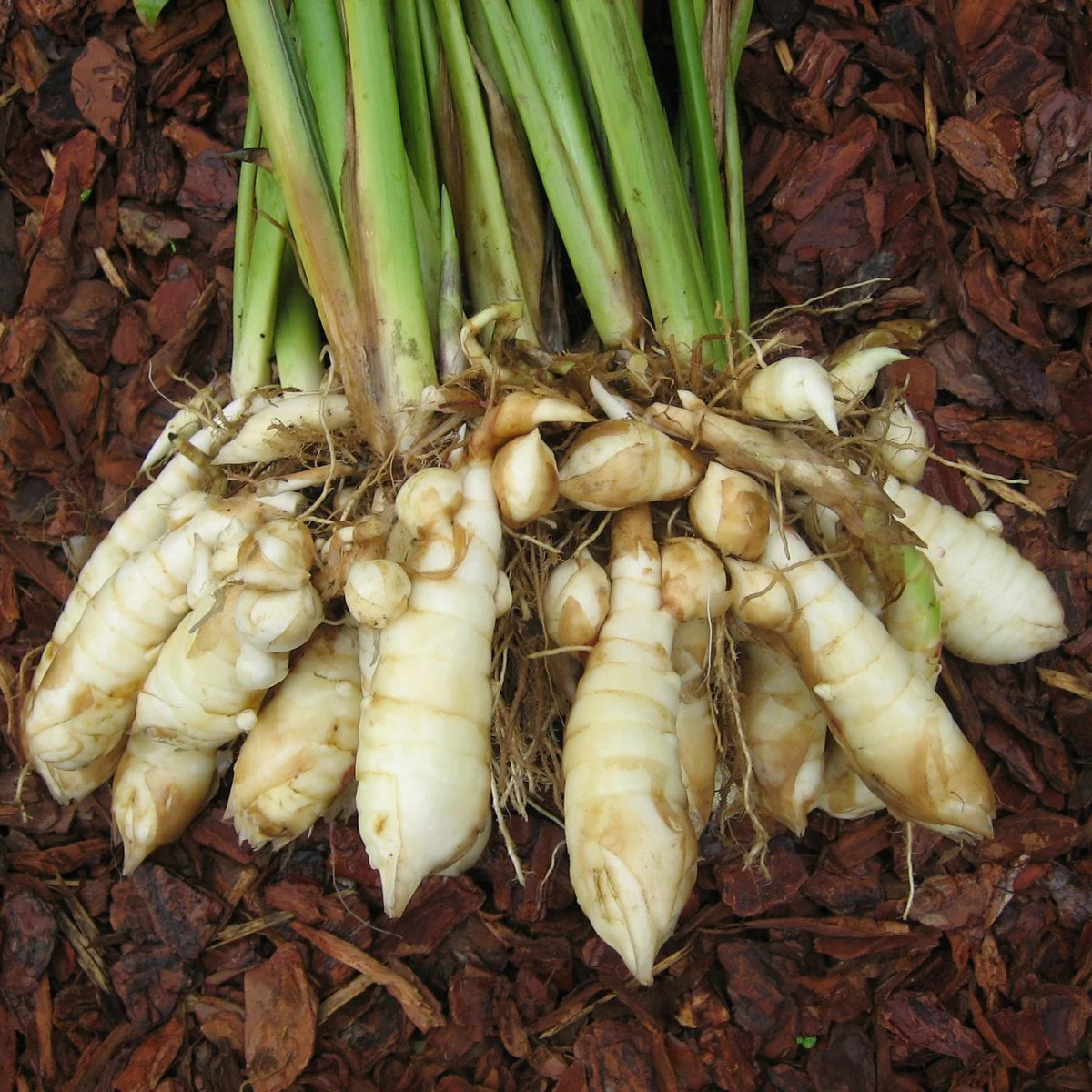 Florida Arrowroot Vegetable Seeds for Planting - heirloom & Non-GMO Seeds