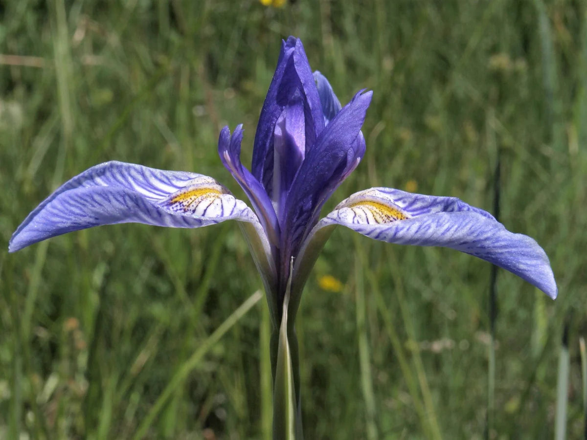 Wild Blue Iris Seeds