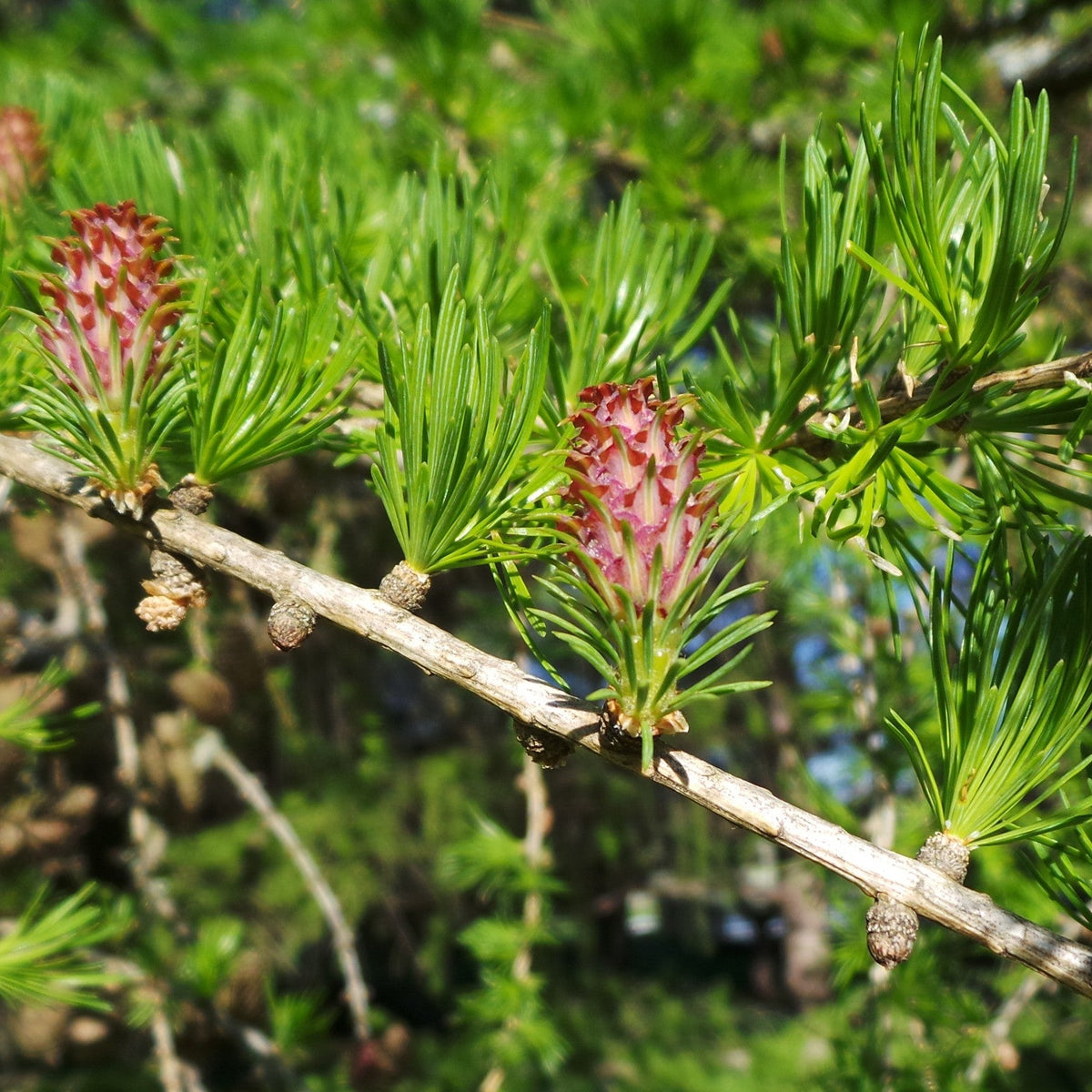 Western Larch seeds with golden fall foliage color