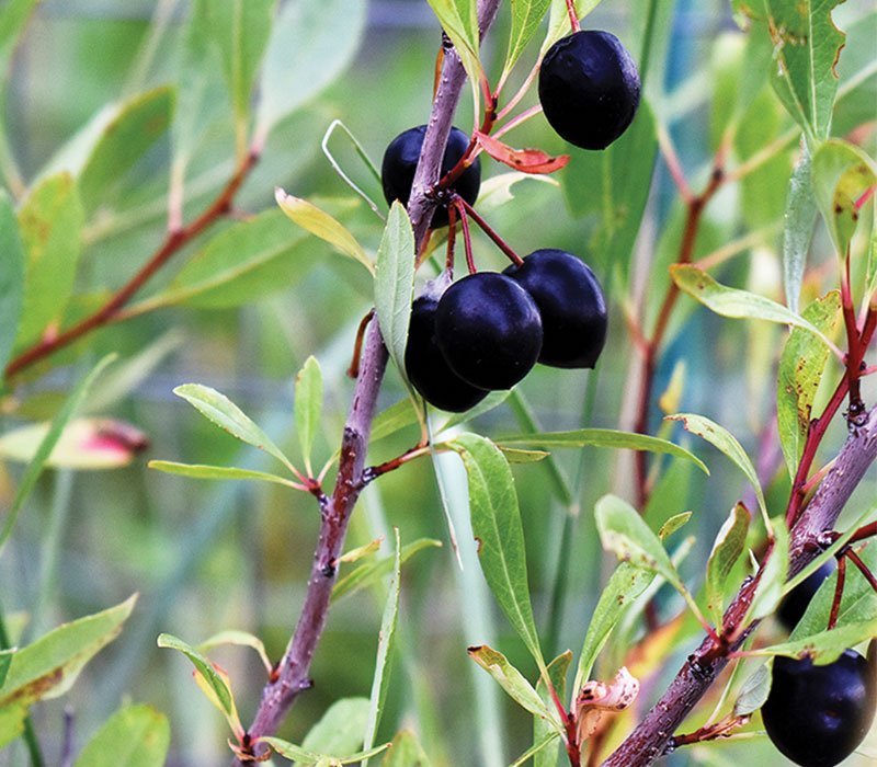 Sand Cherry – Sweet and Tart Wild Berry