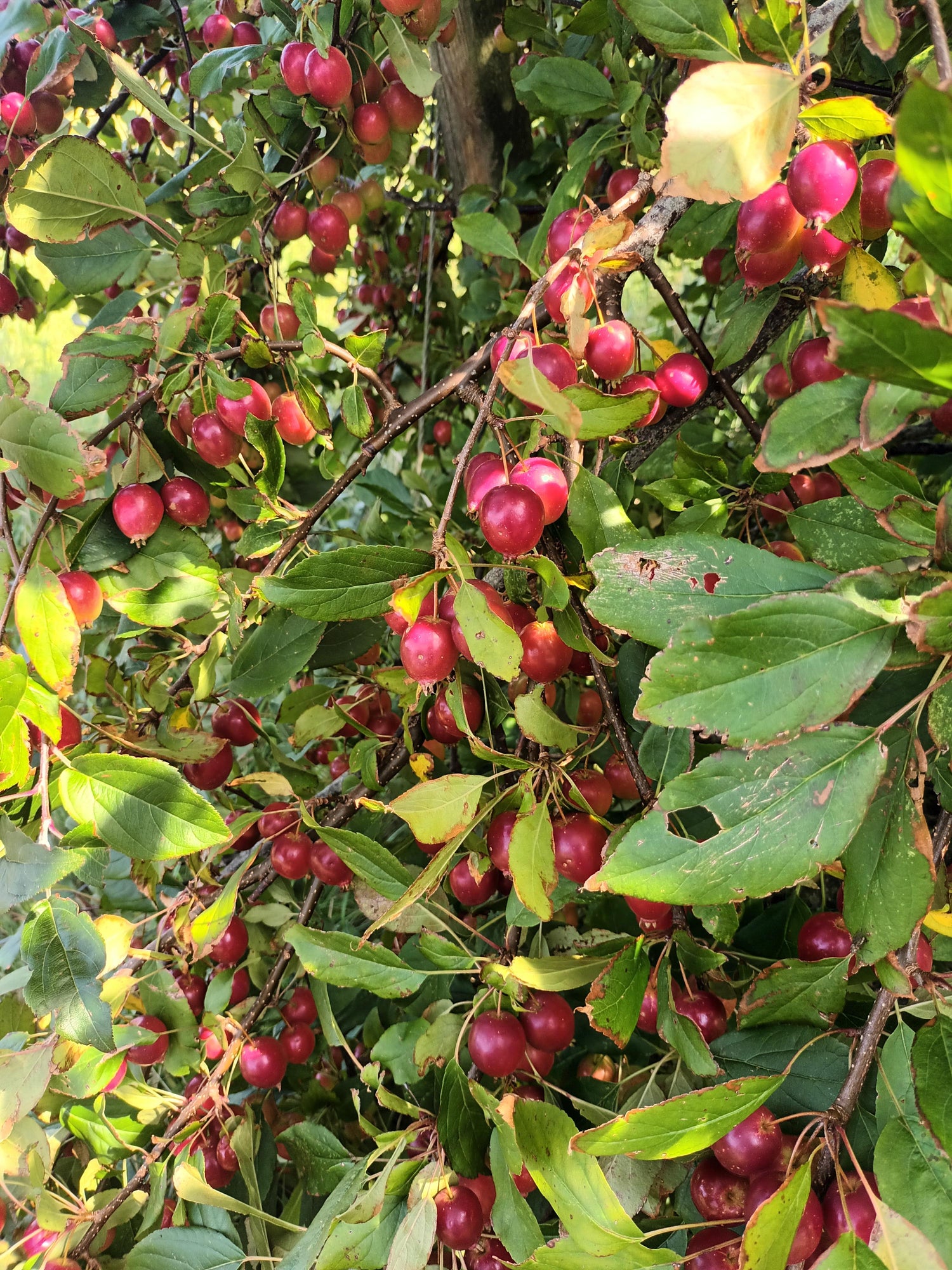 Common Apple Berry (Rubus chamaemorus)