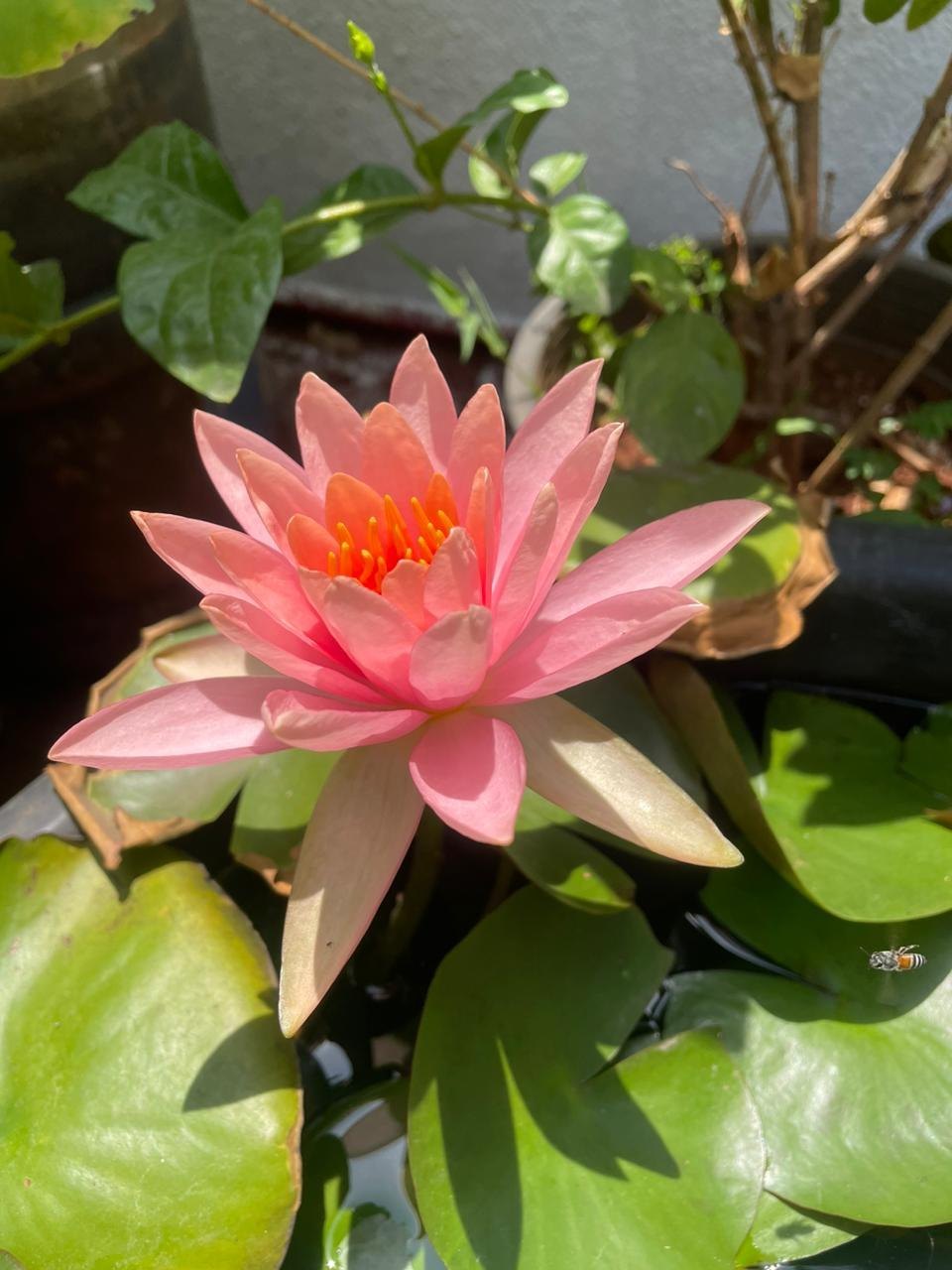 Nymphaea Pink Flamingo (Tropical Water Lily)