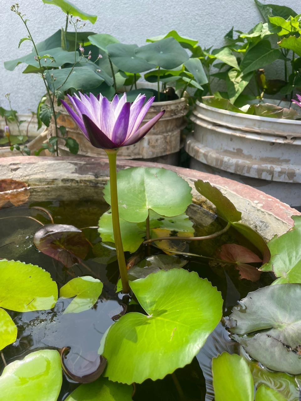 Nymphaea Purple Joy (Tropical Water Lily)